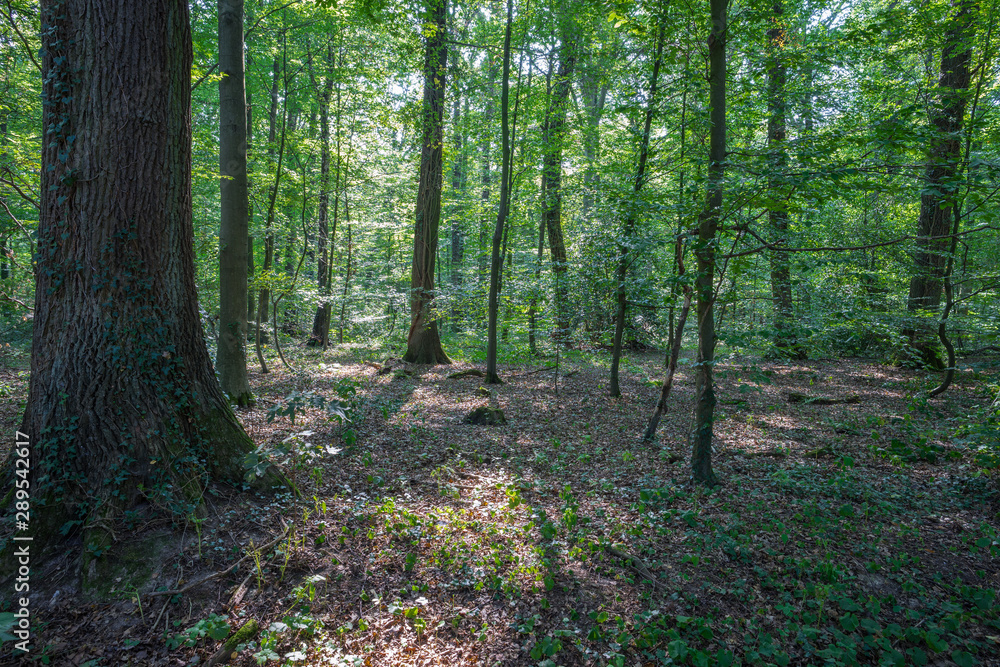 View into a summer forest with foliage covered ground.