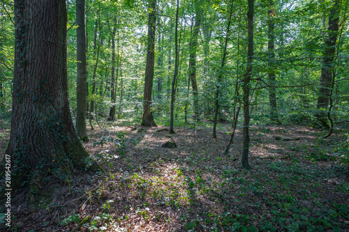 View into a summer forest with foliage covered ground. © Ralph