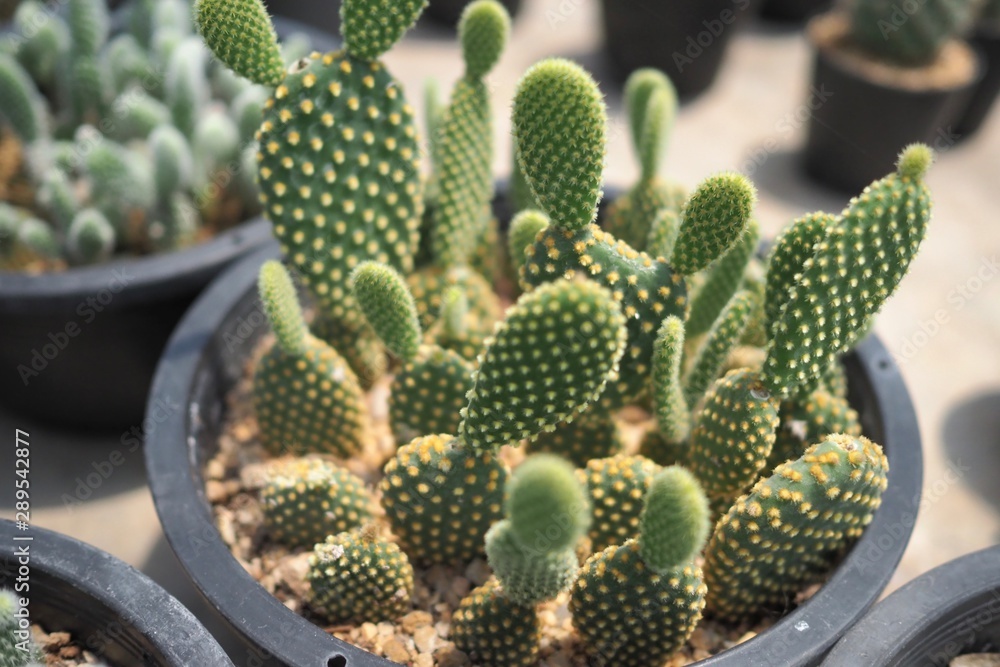 cactus in garden cactus in garden
