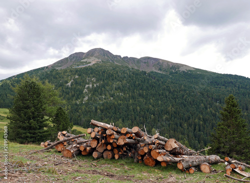 una catasta di legname con lo sfondo delle verdi dolomiti in estate photo