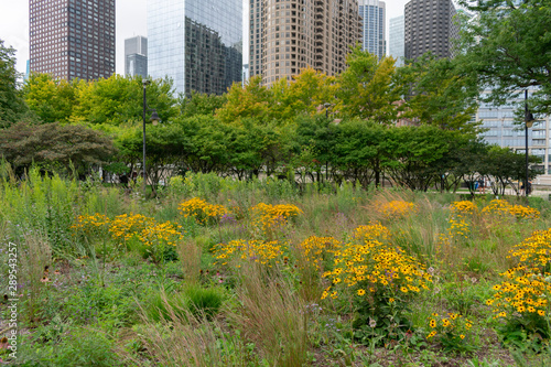 Flowers and Native Plants at a Park in Streeterville Chicago with Skyscrapers photo