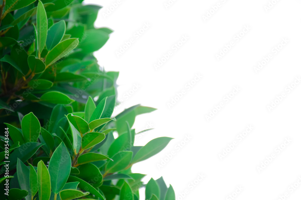  fresh green leaf and natural green plants branch tree in garden isolated on white background