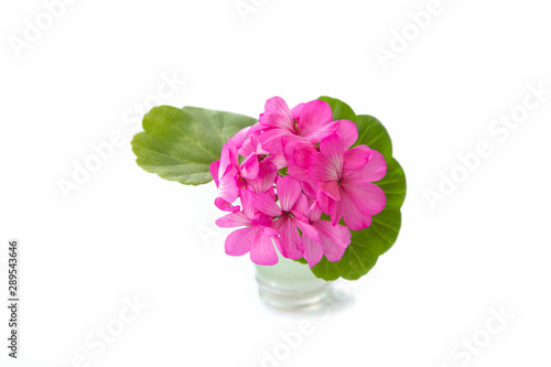 Geranium flowers and leaves in a small vase on a white isolated background. Houseplant.