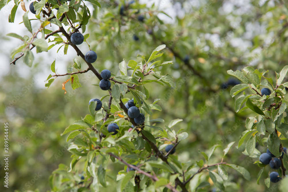Schlehdorn / Prunus spinosa