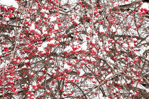 Many red berries and branches covered with snow on a winter day