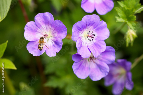 A bee visiting Geranium flowers  Gloucestershire  England  UK.