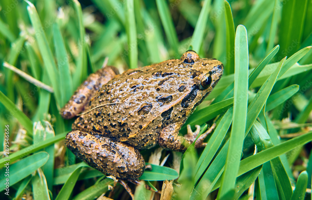 Obraz premium Brown frog on the green grass of the field