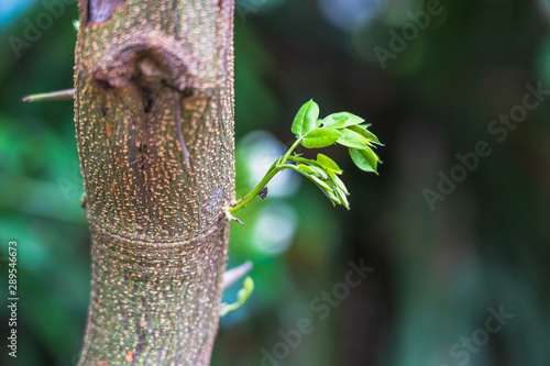 Young tree seedling grow from stump, beginning new life and rebi
