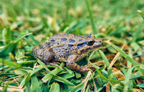 Brown frog on the green grass of the field photo