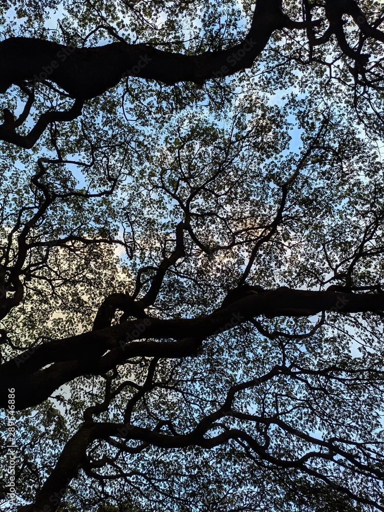 Fototapeta premium tree in blossom