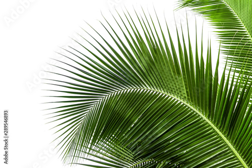 nature Coconut leaves on a white background
