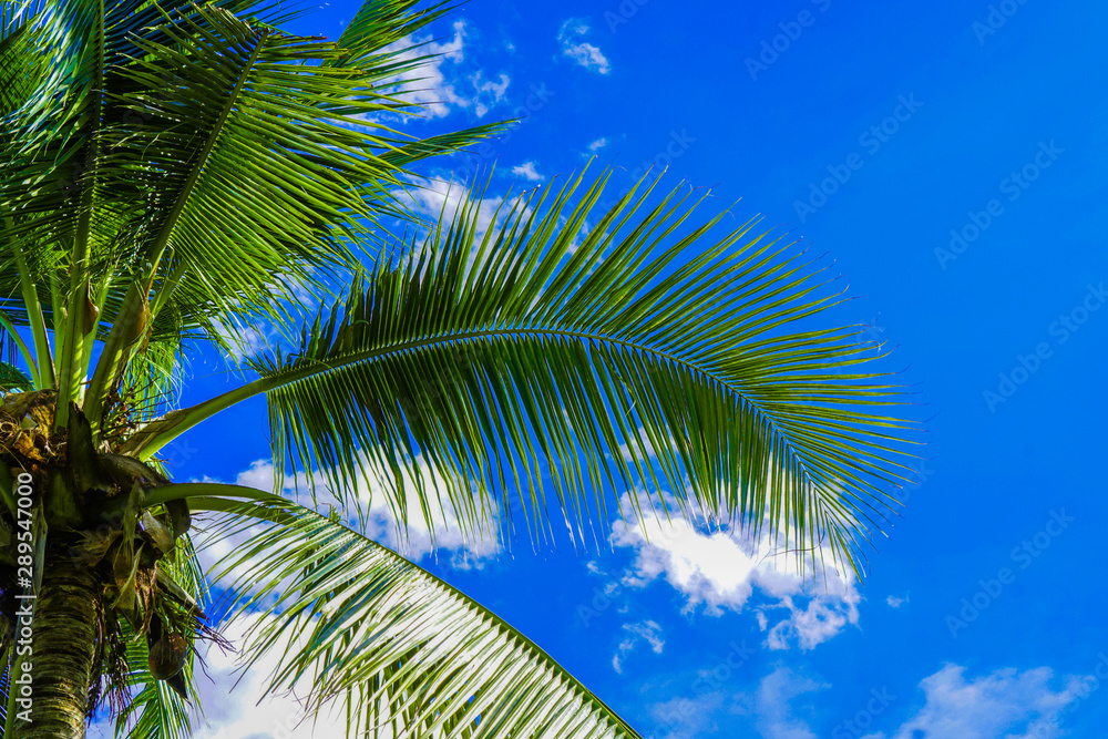 Coconut trees and the sky on a summer vacation.
