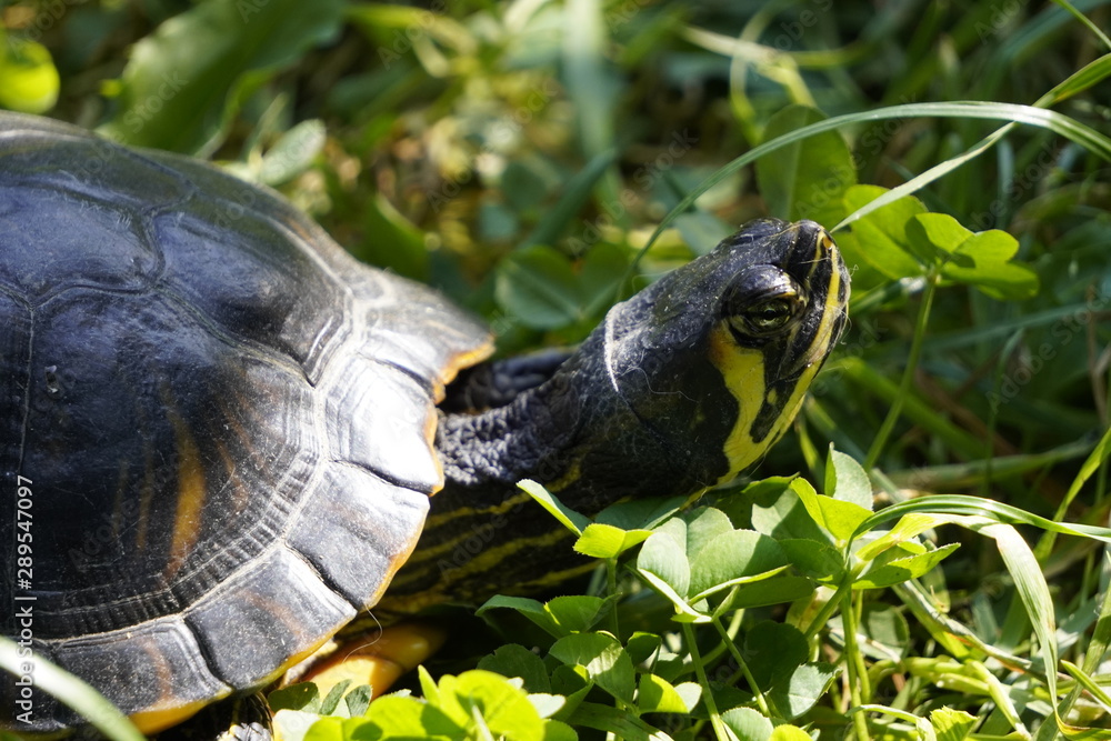 Fototapeta premium turtle sitting on the grass raising his head on a Sunny day. light and shade in summer, reptile rest