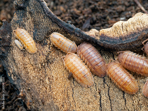 Fotografía A group of terrestrial pill bugs, Armadillidium nasatum, peach colour phase, under a piece of bark