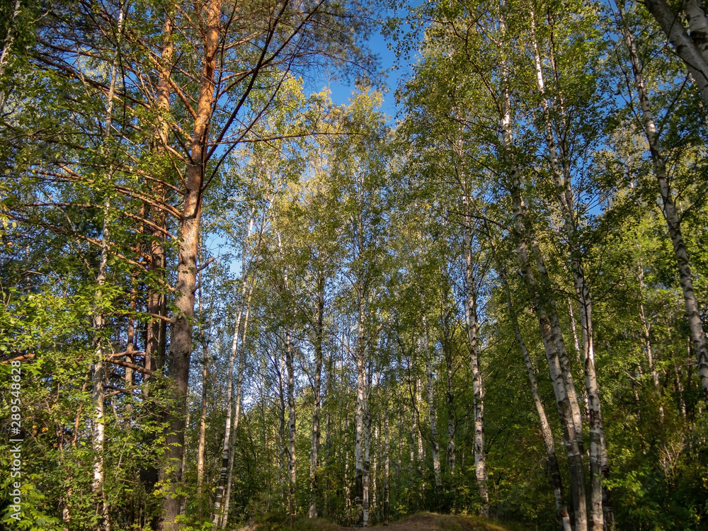Forest paths in a bright deciduous forest on a sunny day Forest paths in a bright deciduous forest on a sunny day