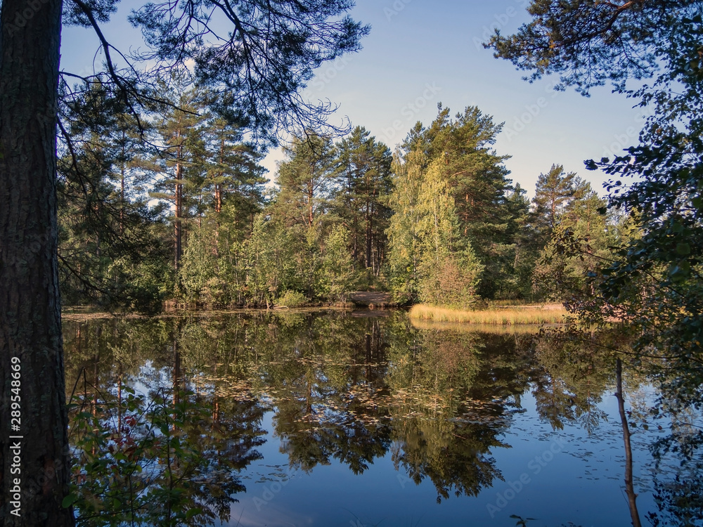 Forest lake with clear brown water on a sunny summer day Forest lake with clear brown water on a sunny summer day