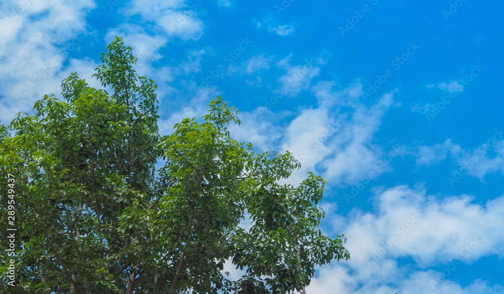 blue sky with tree on sunny day blue sky with tree on sunny day