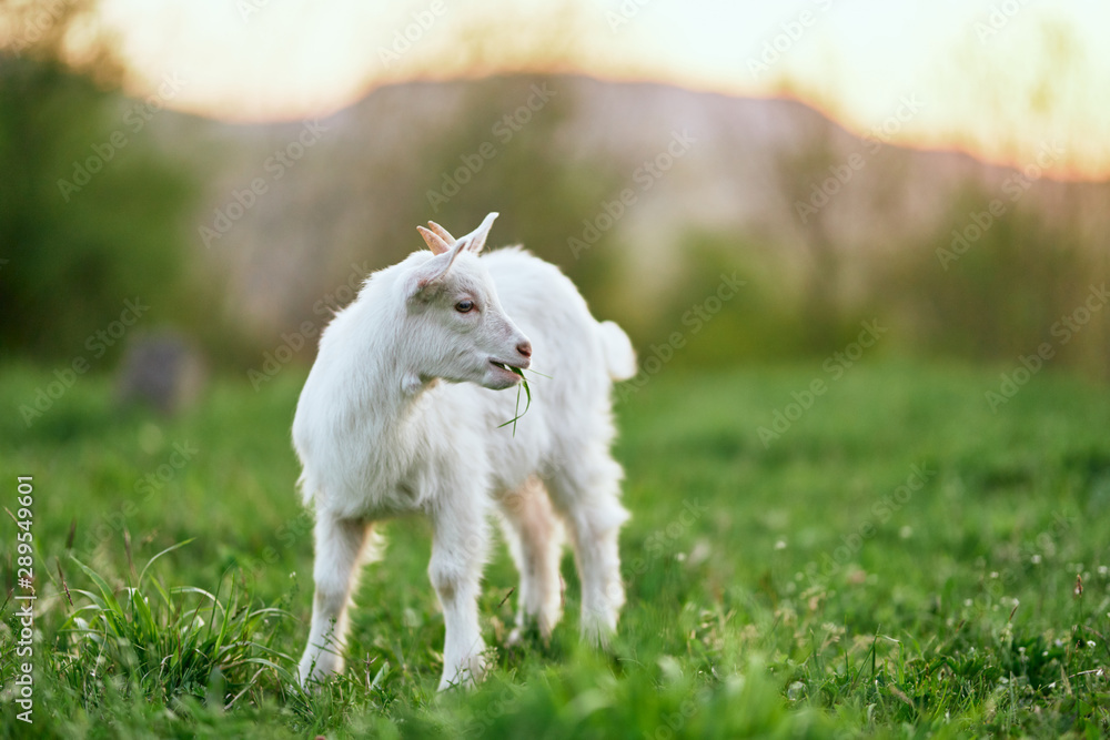 Obraz premium white goat on a meadow