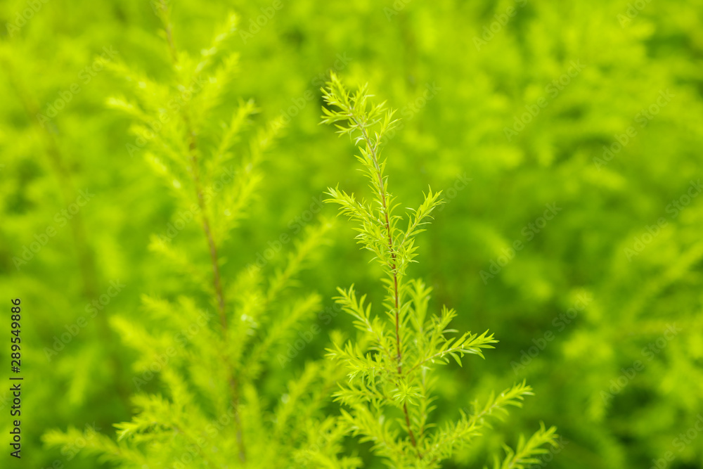 Beautiful green and yellow leaves Beautiful green and yellow leaves