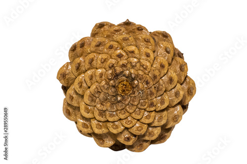 Konstfotografi pine cone isolated on white background