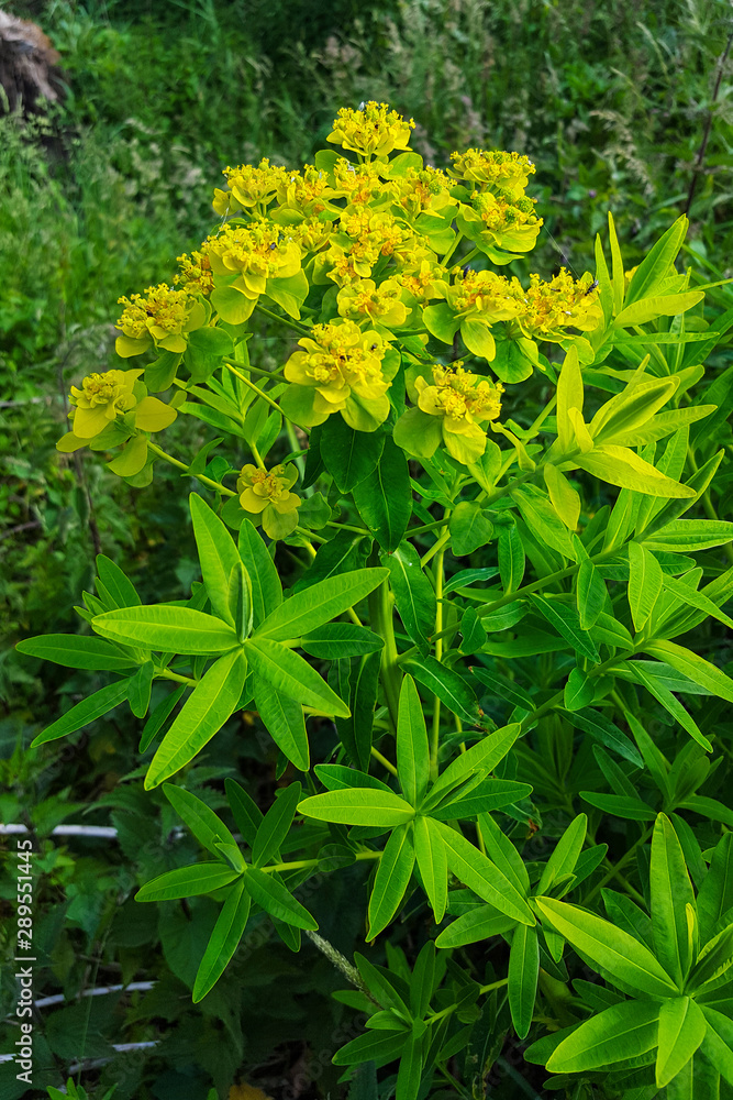 Flowering Marsh Spurge (Euphorbia palustris) Flowering Marsh Spurge (Euphorbia palustris)