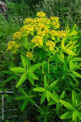 Flowering Marsh Spurge (Euphorbia palustris)