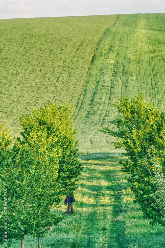 green hill covered with cereals, grass and fruit trees, in the orchard a man watching trees