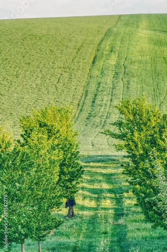green hill covered with cereals, grass and fruit trees, in the orchard a man watching trees