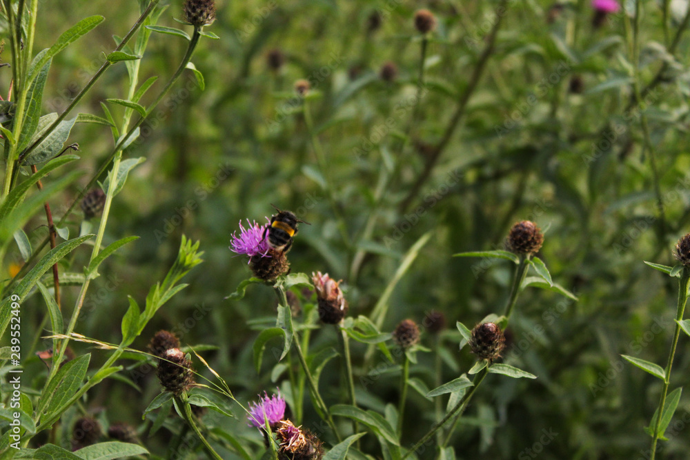 Bumblebee on pink thistle flower