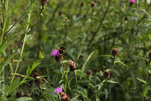 Obraz na płótnie Bumblebee on pink thistle flower w salonie