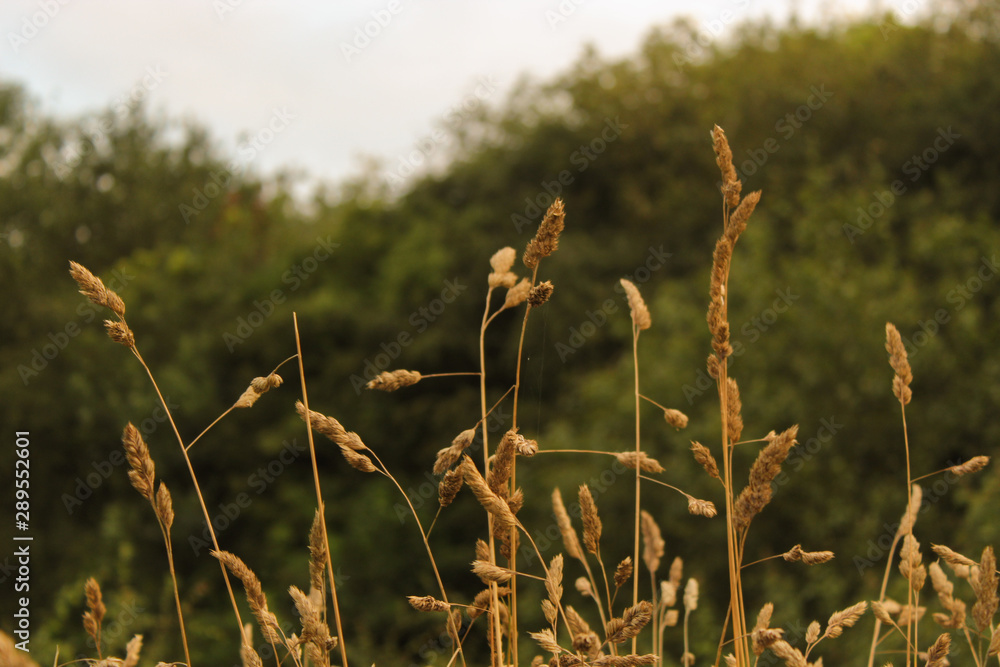 Golden sprigs on tree background
