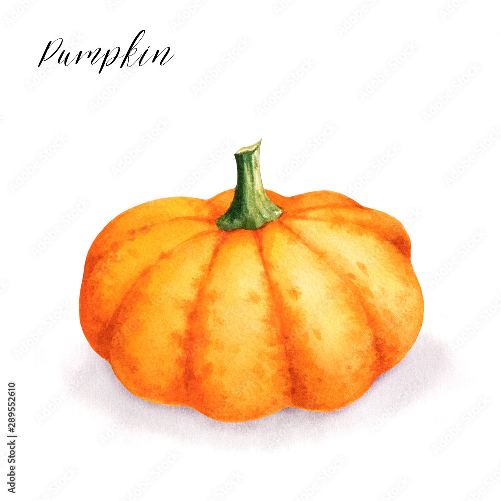 Isolated watercolor drawing of pumpkin. Fresh fall produce. Isolated watercolor drawing of pumpkin. Fresh fall produce.