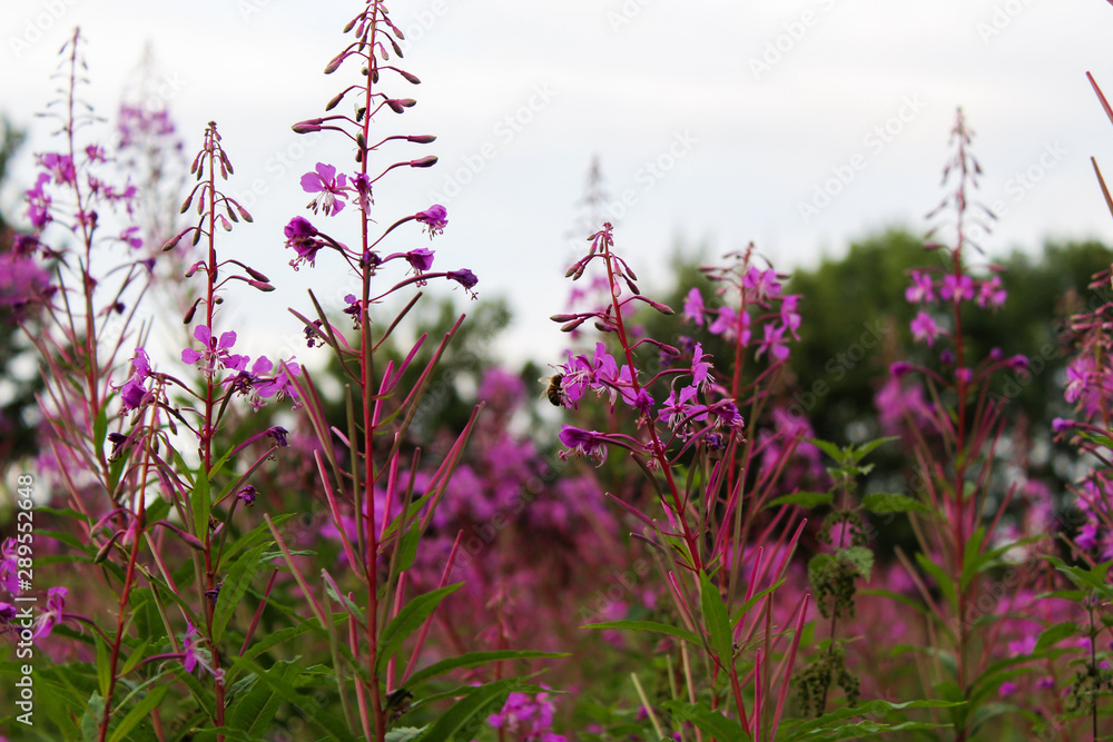 Pink flower field with bee