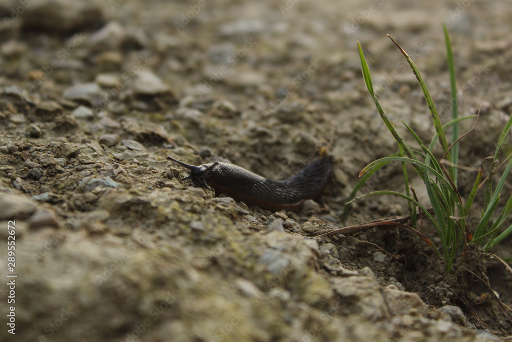 Slug next to wisp of grass