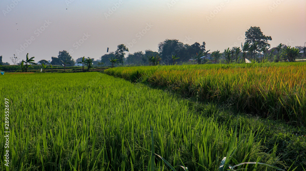 Rice field views in the village Rice field views in the village