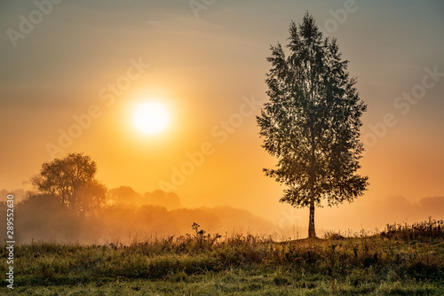 Golden hour after sunrise at the misty riverside with the lonely birch tree. Travel destination Russia, Moscow Region