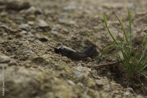 Obraz na płótnie Slug next to wisp of grass w salonie