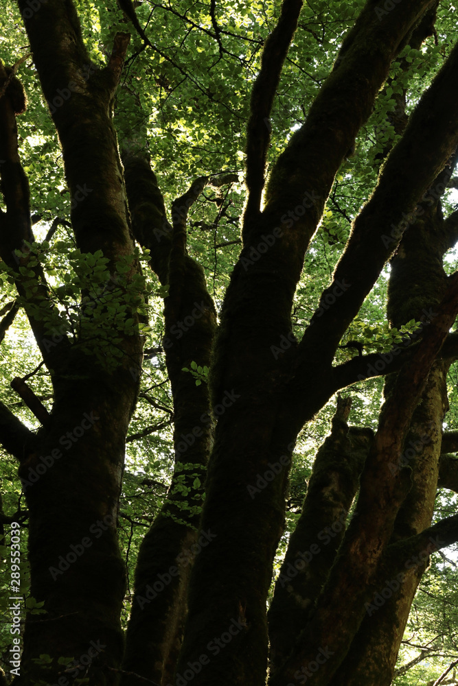 Obraz premium Branchages ciselés de lumière