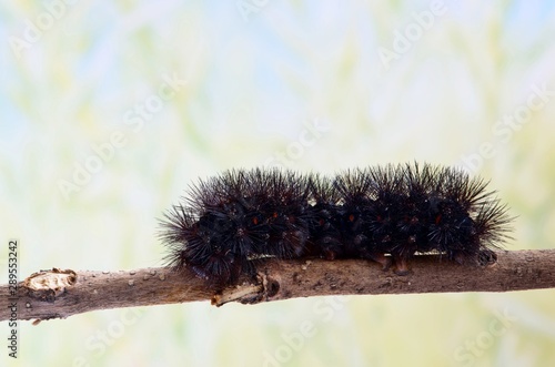Giant Leopard Moth caterpillar (Hypercompe scribonia) crawling along a thin oak tree branch with a soft nature background. It is a variety of Woolly Bear caterpillar with orange or red bands. photo