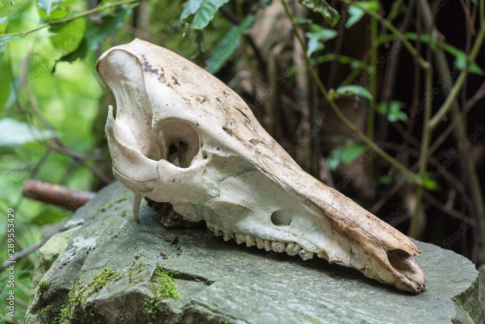 Obraz premium Wild boar skull