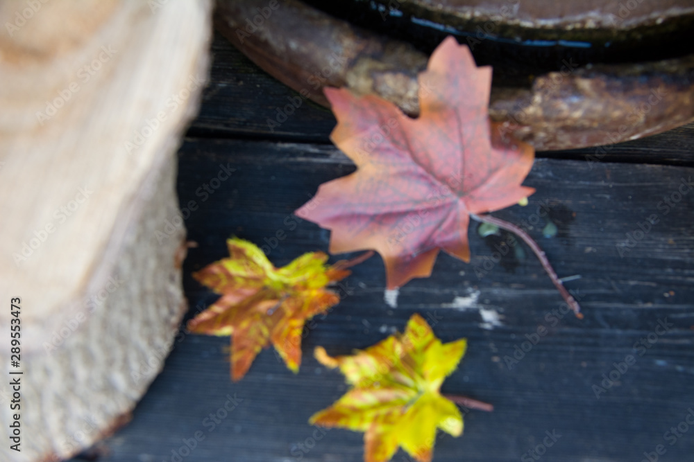Yellow leaves on a bench in autumn close-up. Natural autumn backdrop Yellow leaves on a bench in autumn close-up. Natural autumn backdrop