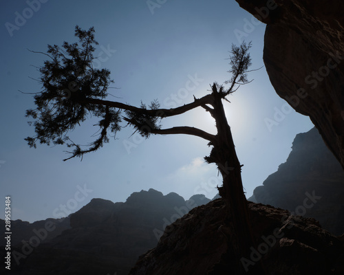Jordan desert tree in silhouette