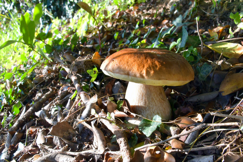 The porcino mushroom, in the grass of the forest