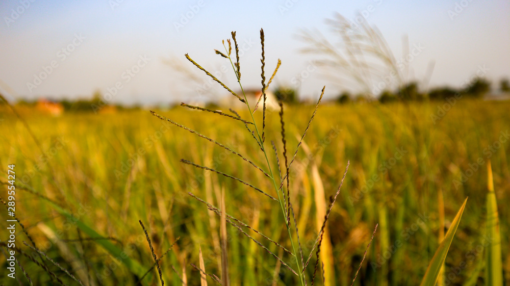 Fototapeta premium Beautiful views of the sky and rice fields in the Indonesian village