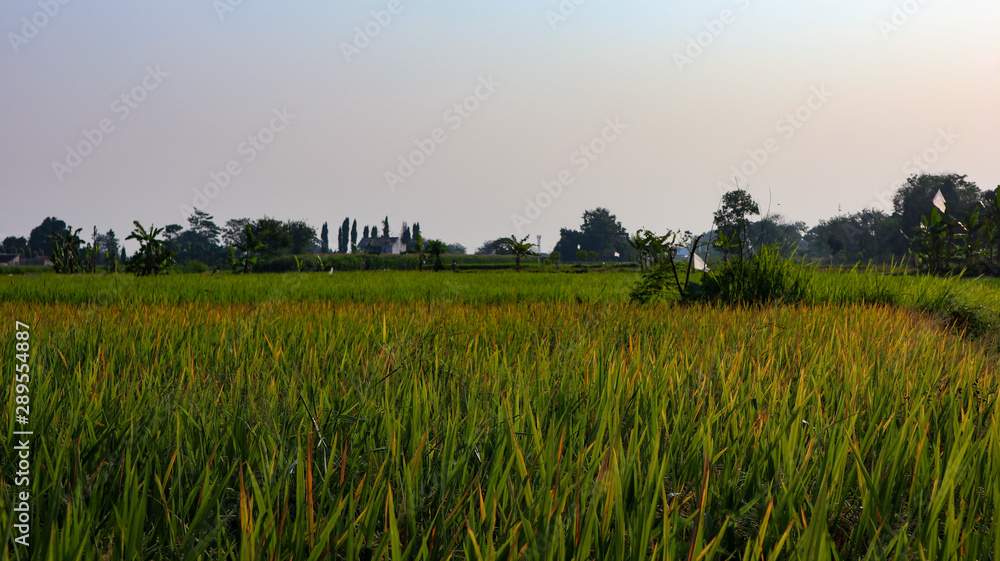 Beautiful views of the sky and rice fields in the Indonesian village