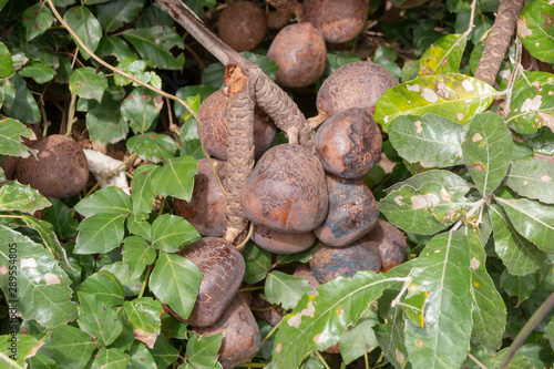 A Hyphaene Coriacea Plant photo