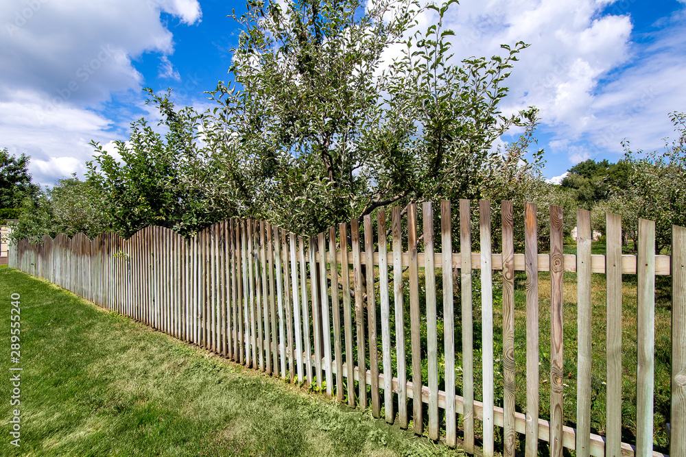The apple orchard is fenced in perspective from wooden planks and planted with a green lawn, a sunny summer day with a blue sky and clouds. The apple orchard is fenced in perspective from wooden planks and planted with a green lawn, a sunny summer day with a blue sky and clouds.