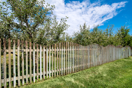 a wooden fence of apple orchard and green lawn on the summer sunny day with clouds on the sky, nobody.