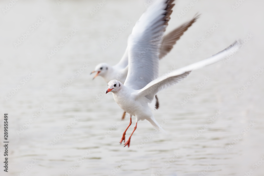 Zwei Möwen fliegen über das Wasser. Zwei Möwen fliegen über das Wasser.