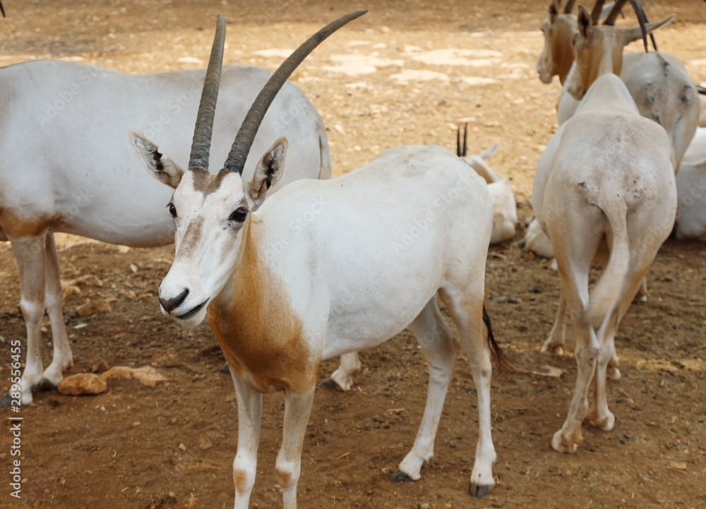 Herd of antelopes of Sahara Oryx Herd of antelopes of Sahara Oryx